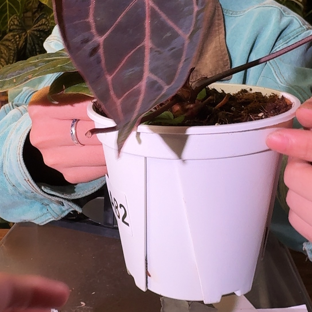 不开花植物A82神奇男孩杂织梦者