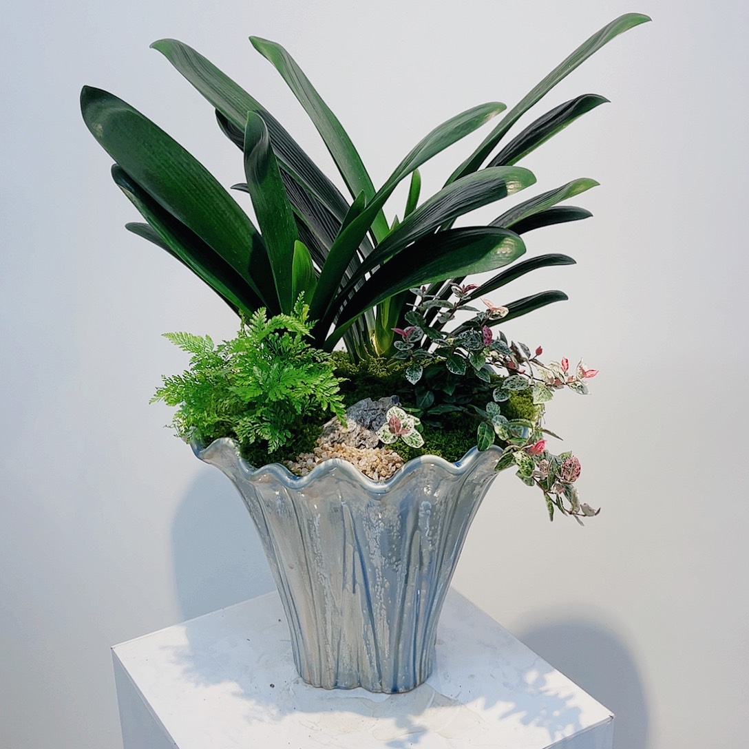 无花朵高端盆景一物一拍