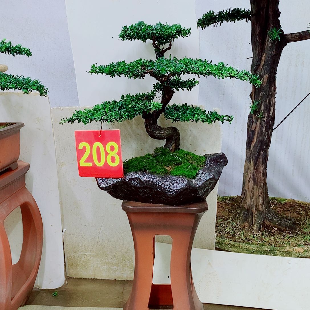 完全开放罗汉松盆景