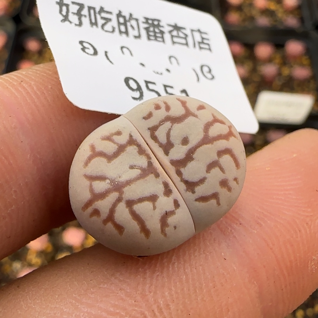 9551。默认脱土。18包邮。偏远88包邮
