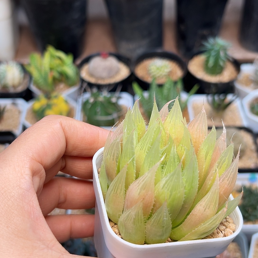 钻石玉露十二卷一颗