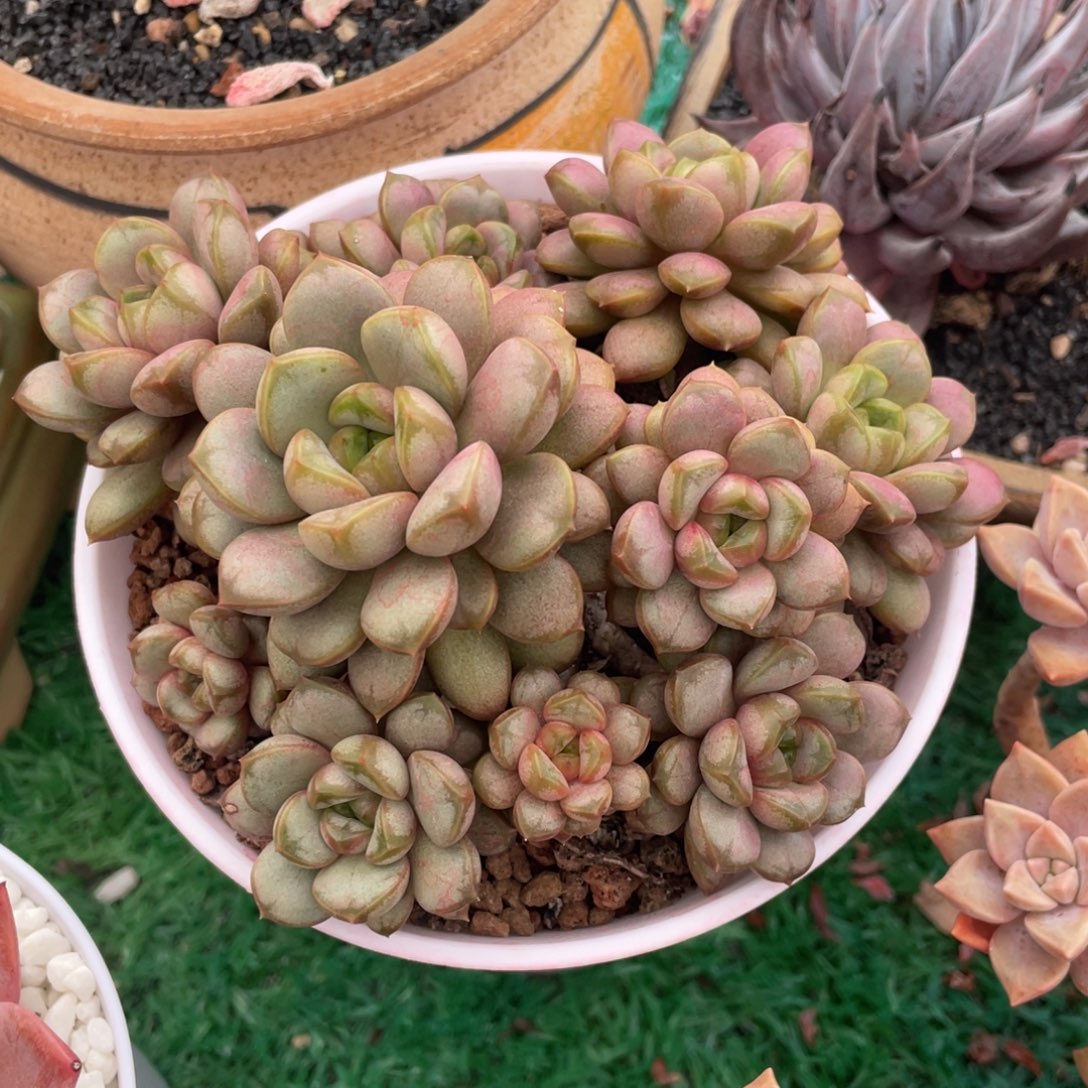 葡萄多肉植物盆栽多肉