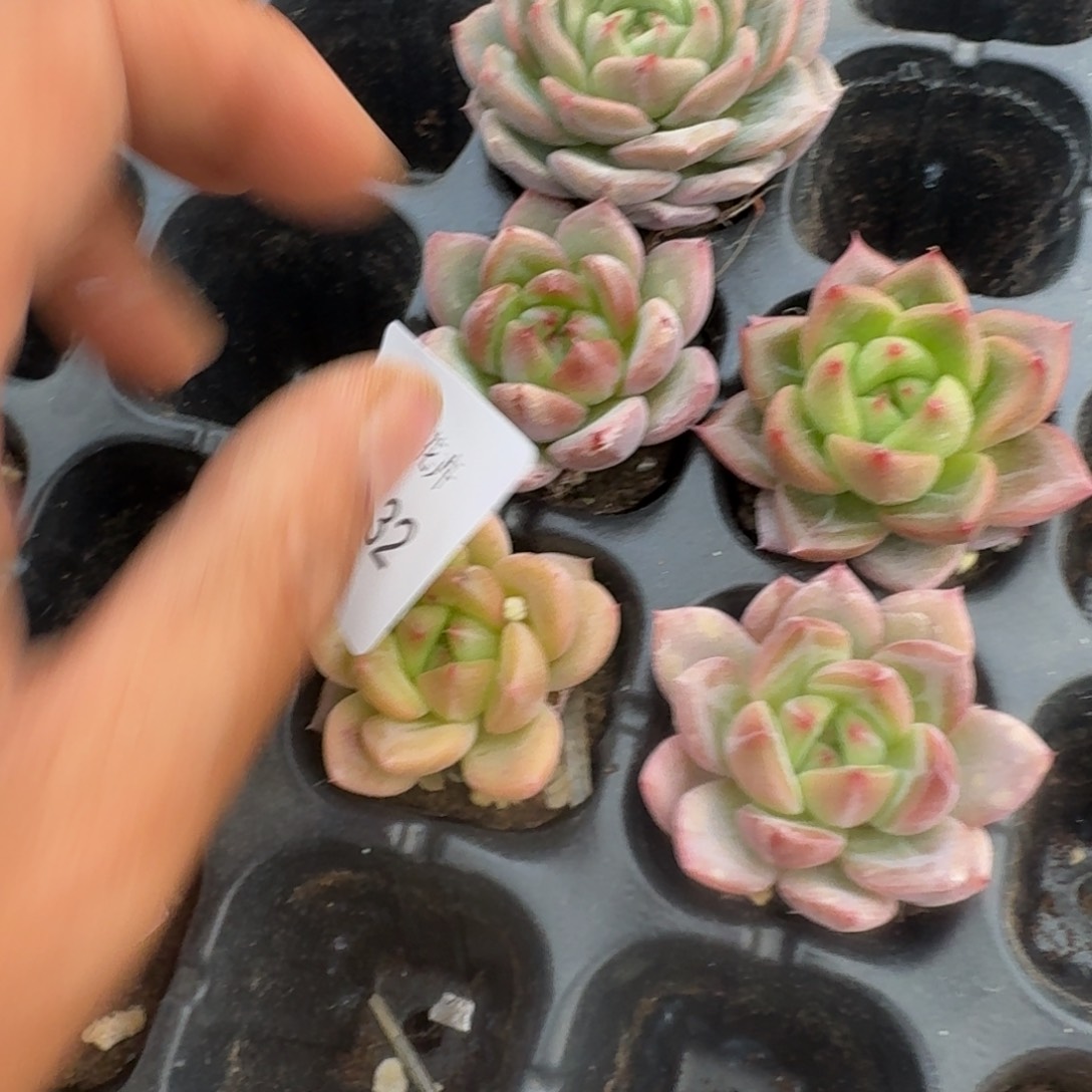 万宝龙类杂交梦露五颗量拍穴盘左六左七之间1-32