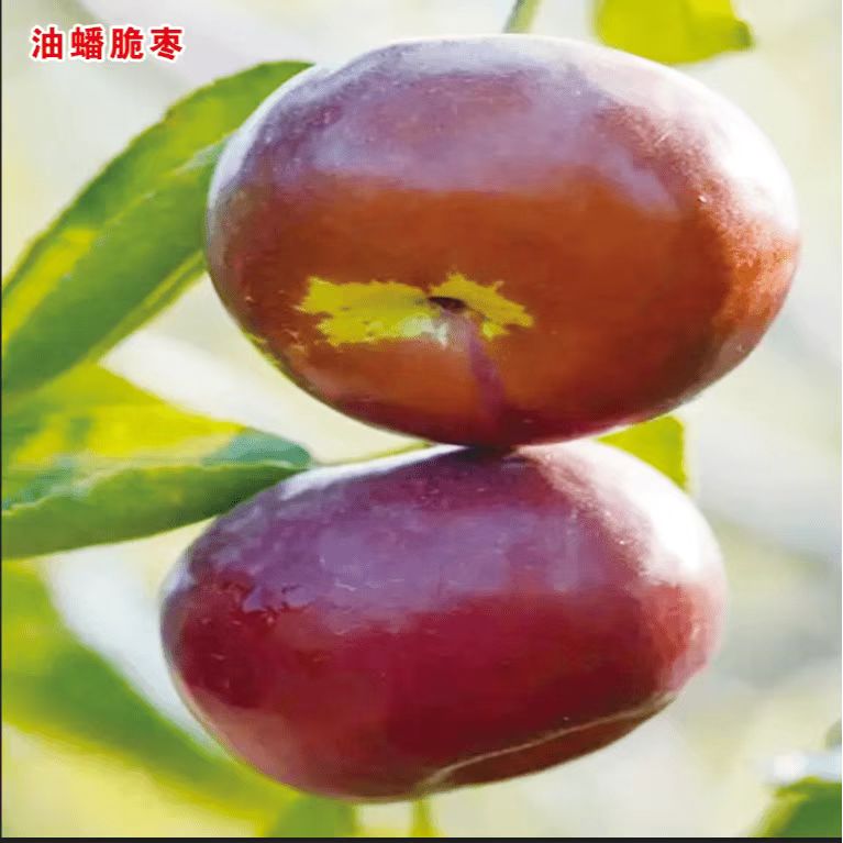 新品种油蟠粹枣龙蟠脆枣嫁接枣树苗地栽盆栽枣树苗当年结果树苗