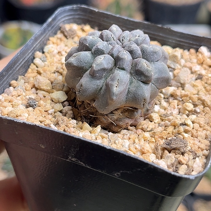 智利球属实生球一颗