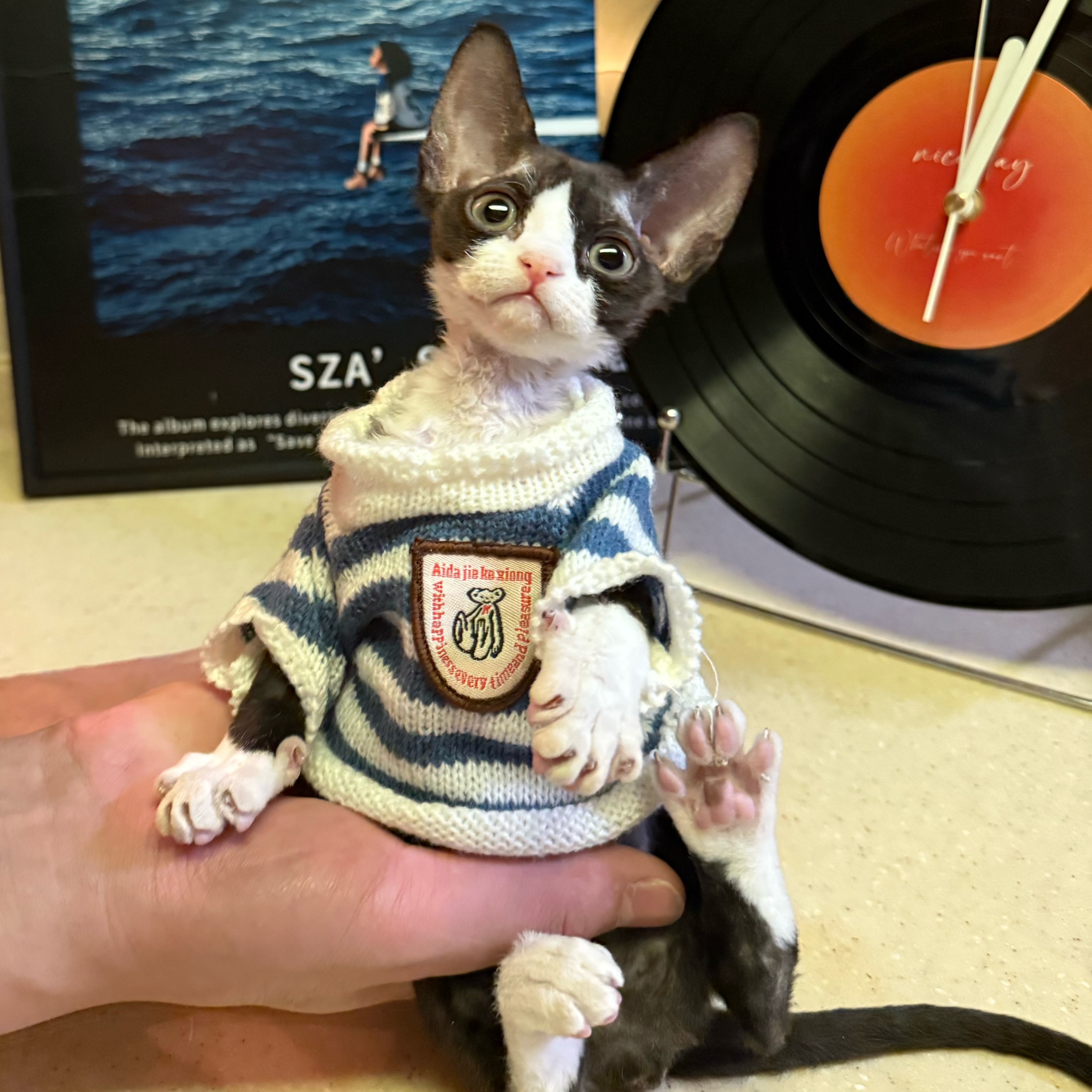 德文卷毛猫完美黑白开脸妹妹