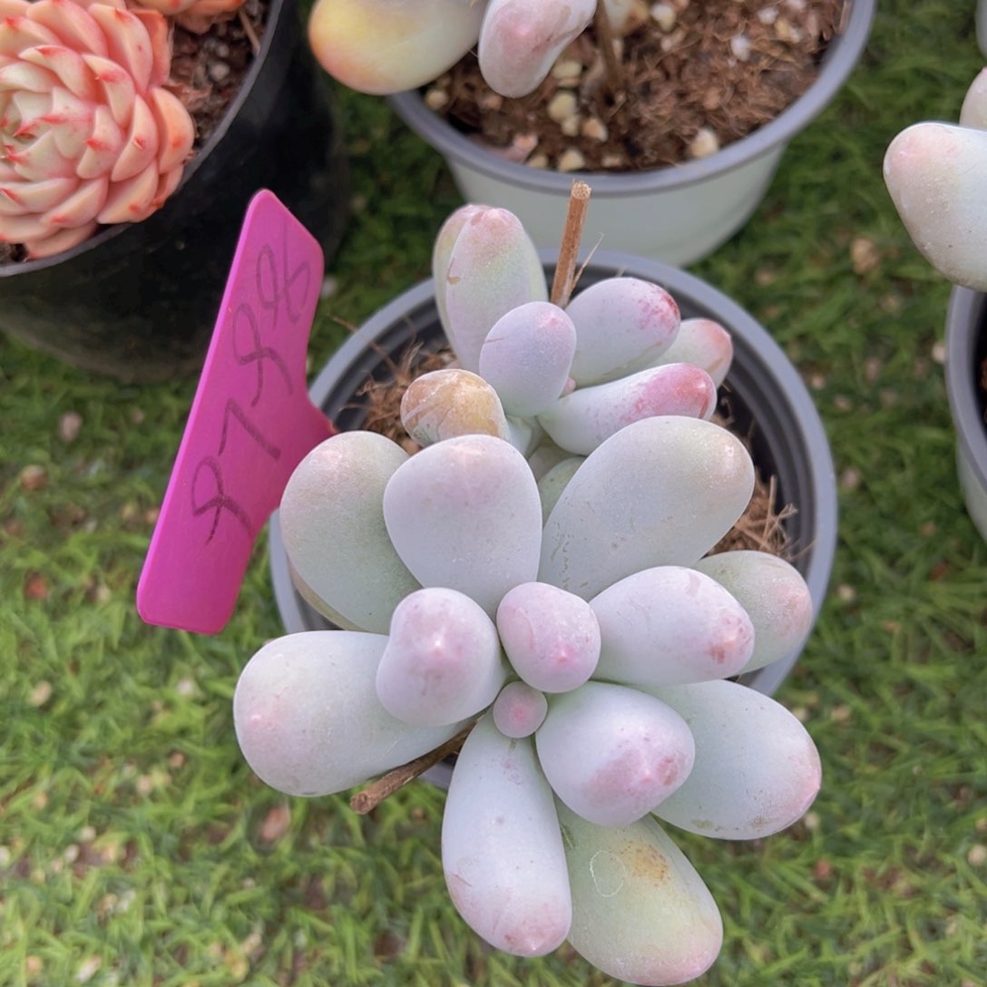 香玉的故事是一个人的故事