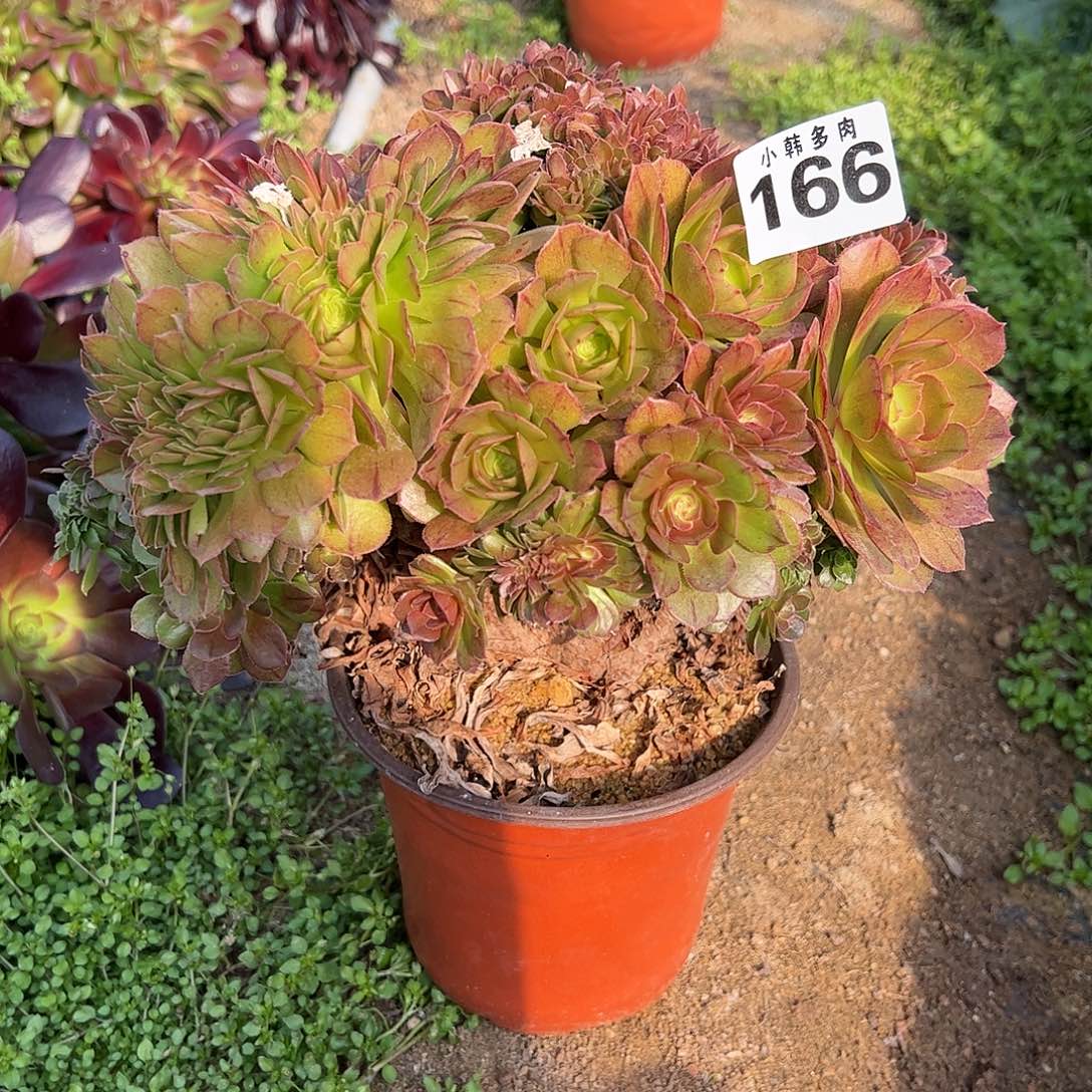 166万圣节缀化法师一