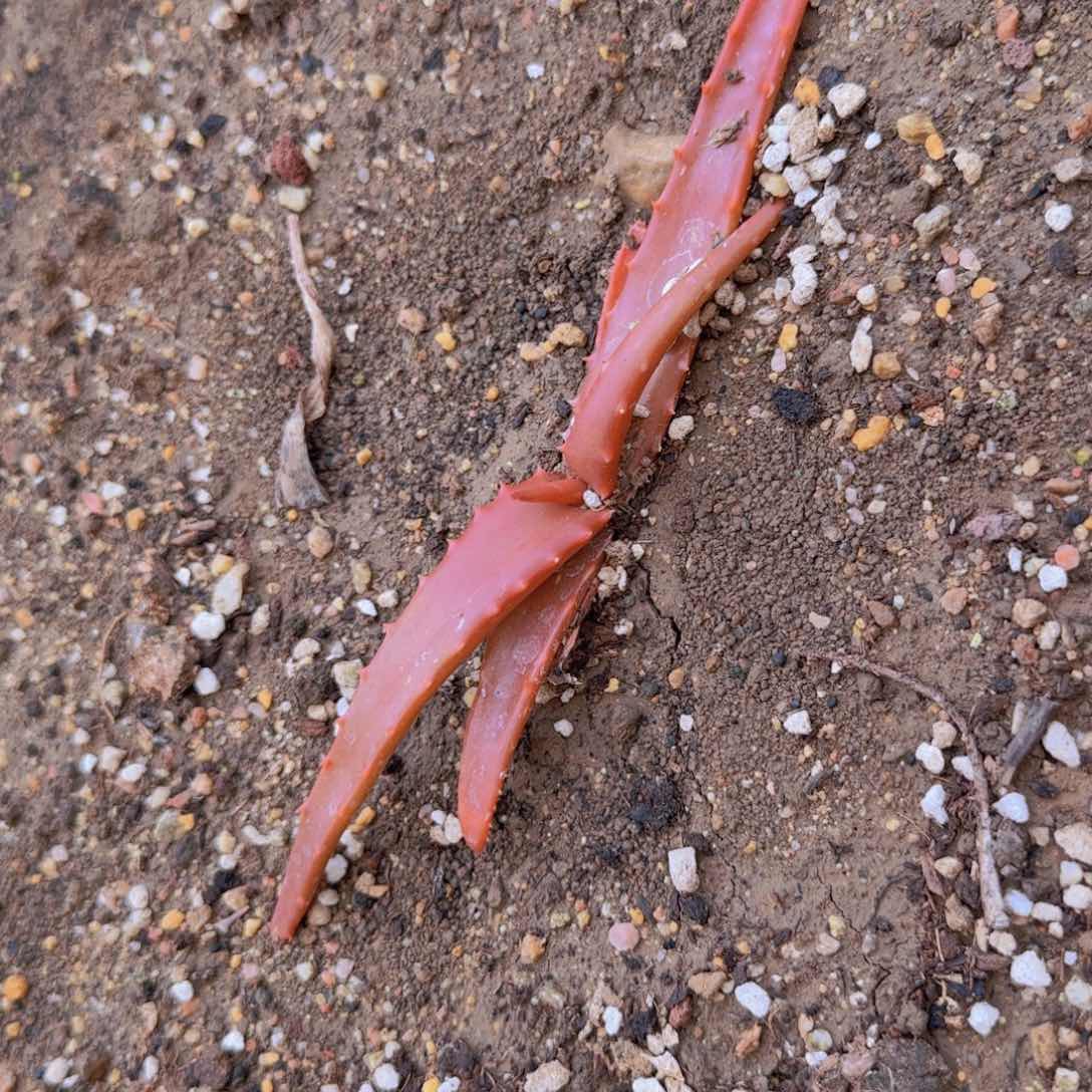 一*，块根植物块根植物块根植物