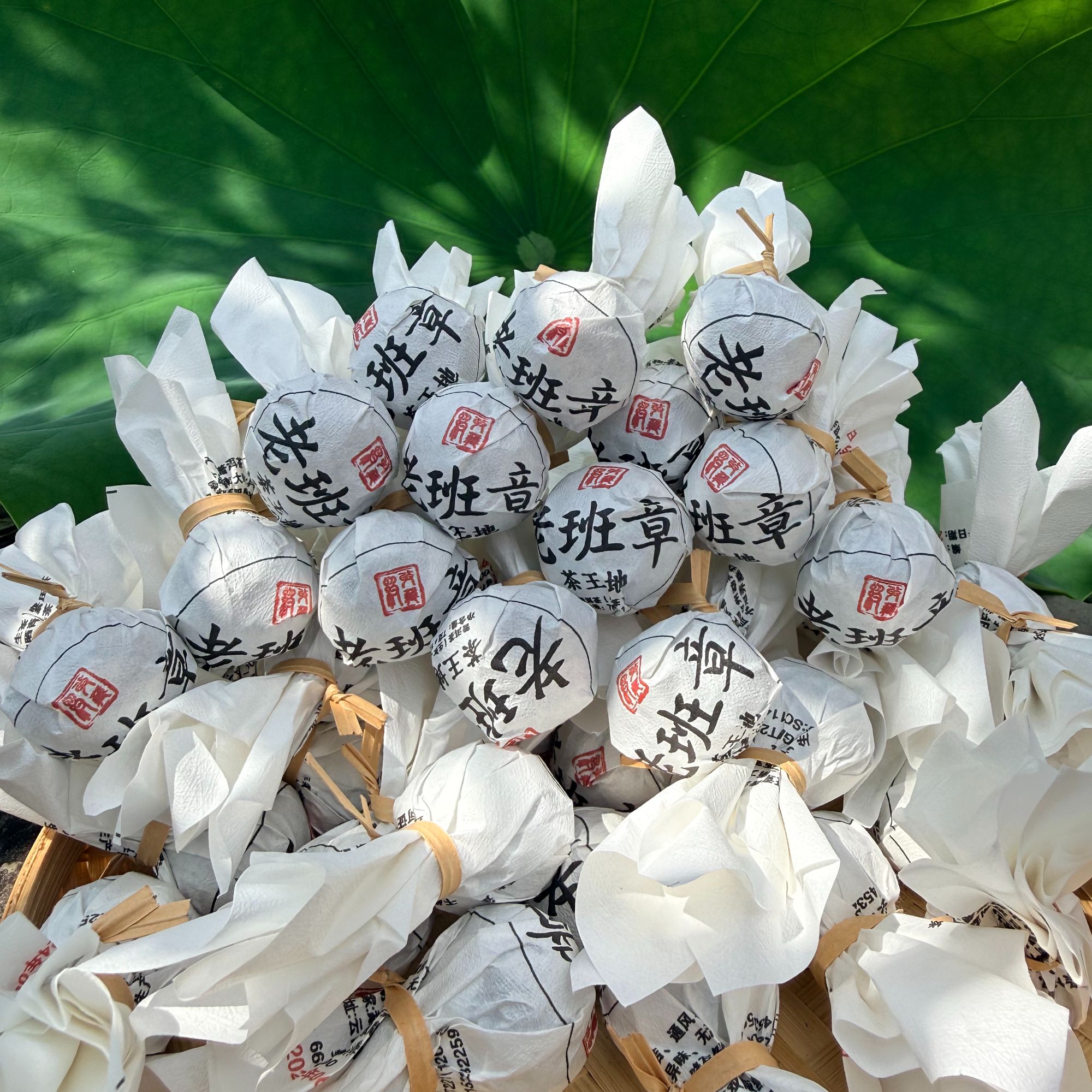 【茶山小原】2024年-老班章茶王地-普洱生茶龙珠7克/颗