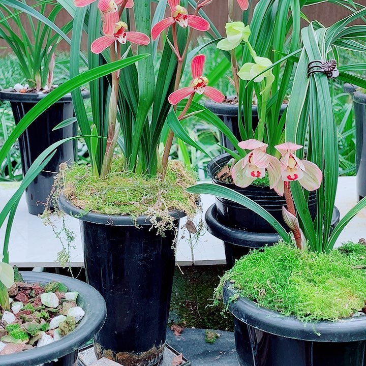 北***河完全开放一物一漂亮