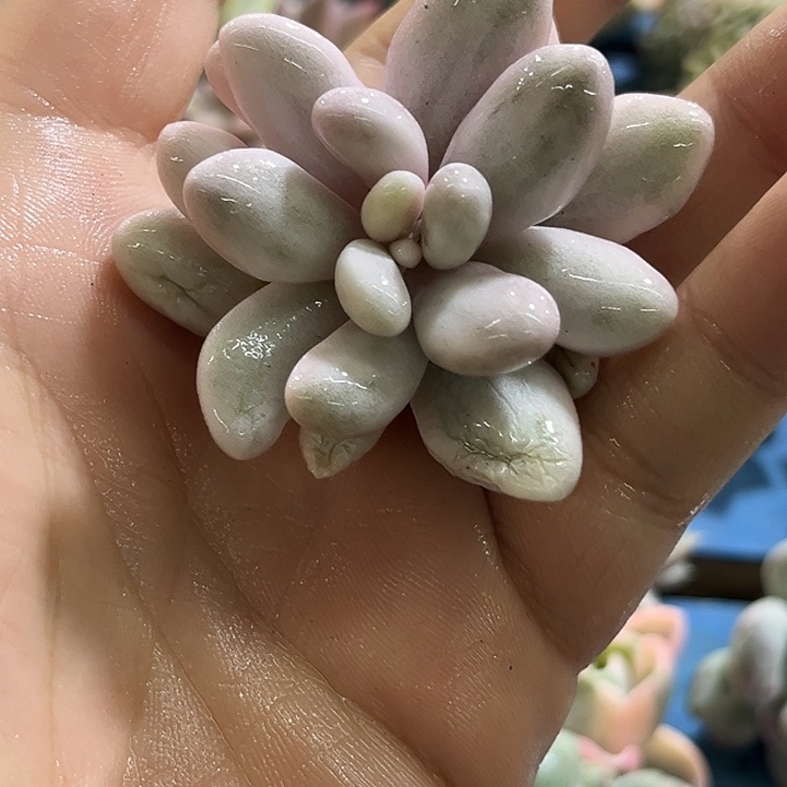 12汤圆锦无根多肉植物哇啦塞