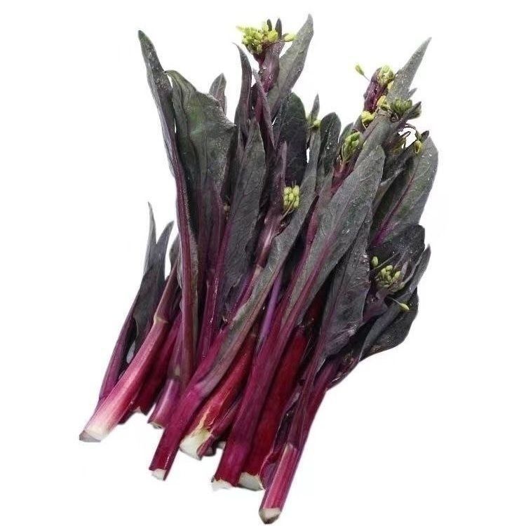 红菜苔苗秋冬可种多茬采收阳台地栽均可种植的蔬菜苗菜秧苗