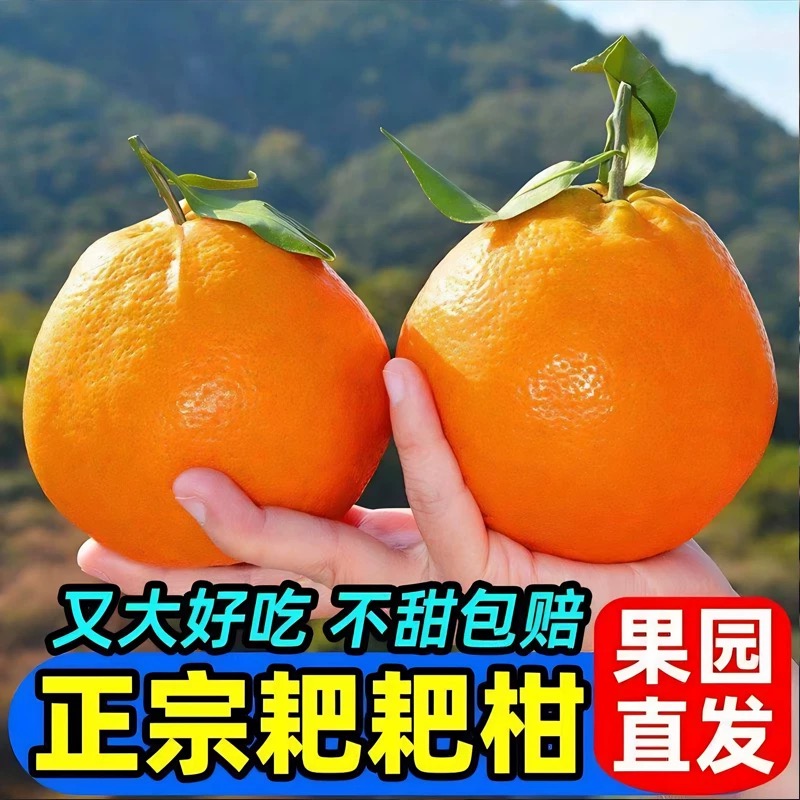 正宗四川春见耙耙柑新鲜应季水果细嫩多汁香甜可口 TT2