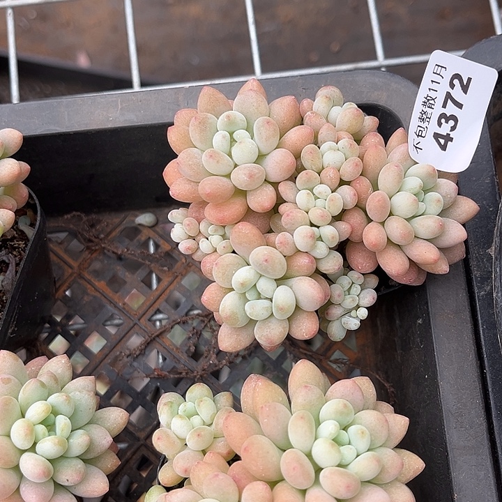 阿雅园艺。         4372鱼子酱