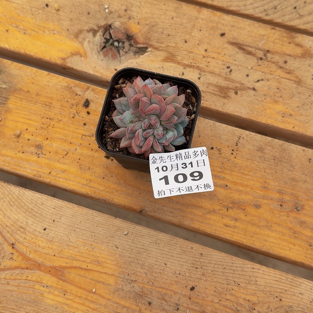 8***01031-109长相思朵朵