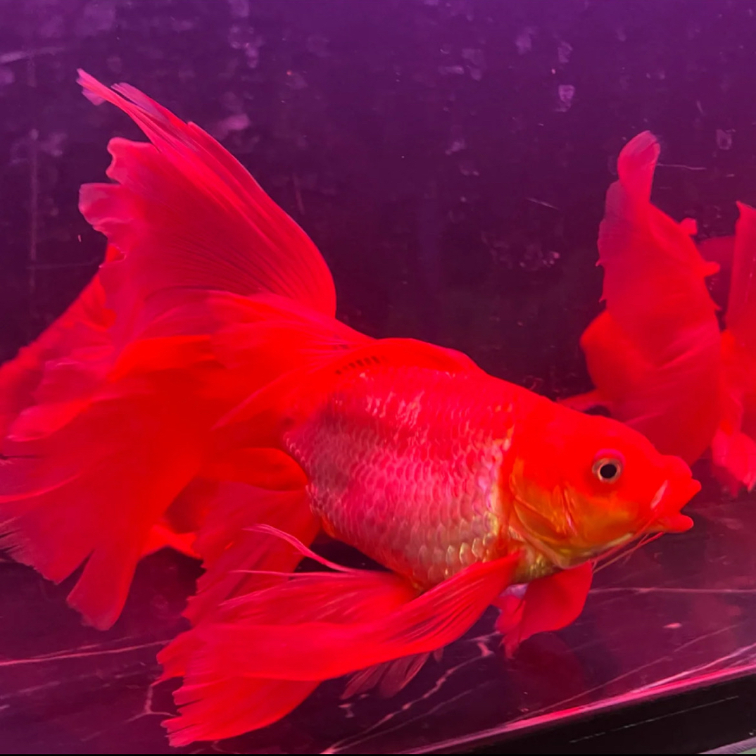 【魚樂精选】球体短身好日子红蝴蝶鲤【以直播間实物为准】
