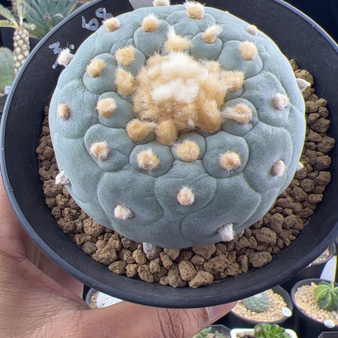 草球实生6.9一物一拍