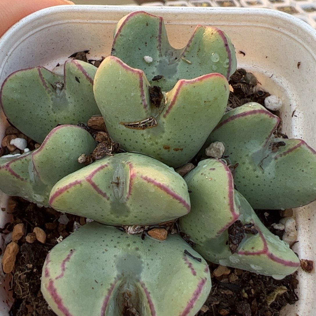 将多肉植物百科69