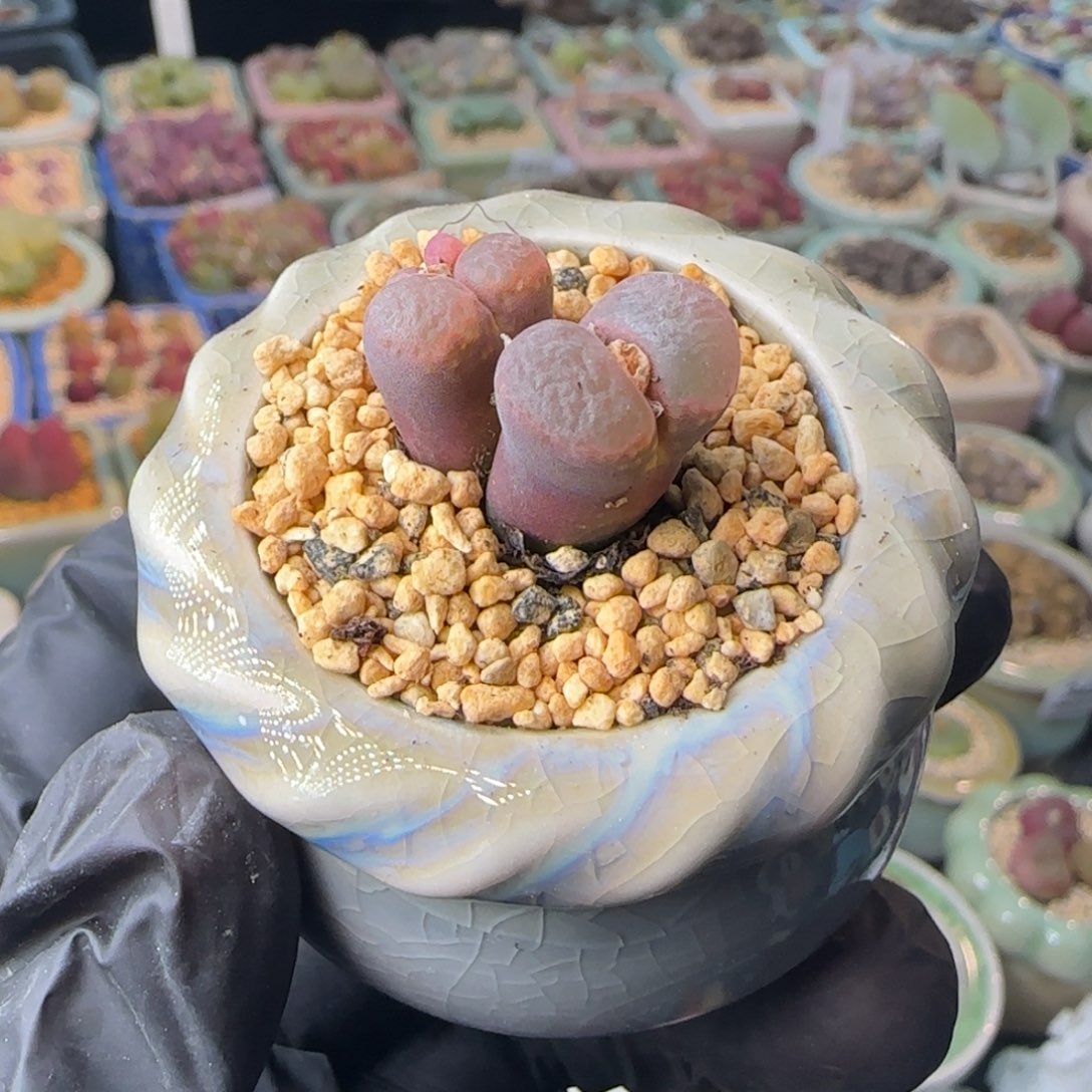 3812--一物一拍 带盆