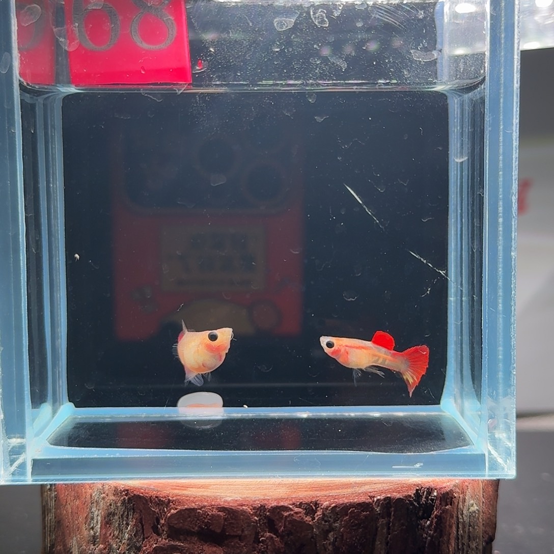 孔雀鱼玻璃猫孔雀鱼68