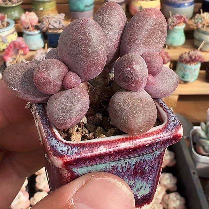 糖果美人朵朵牛腿1253号