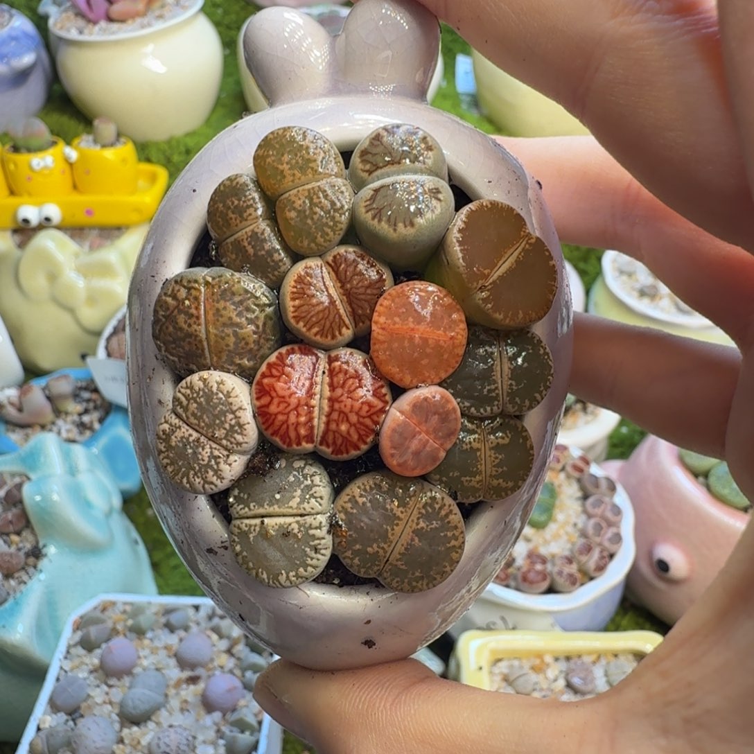 未***户多肉植物和植物748