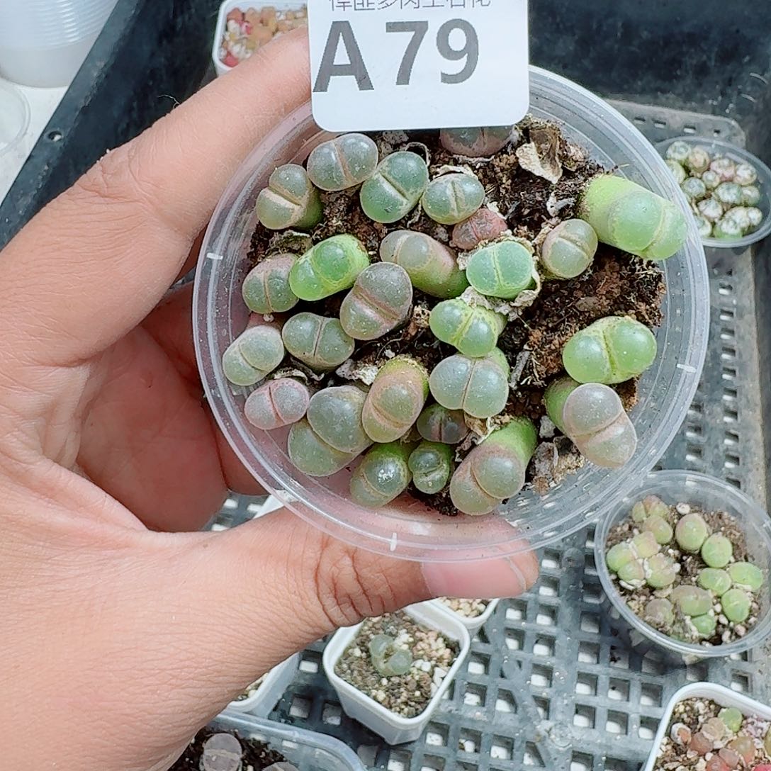 79多肉植物多肉植物