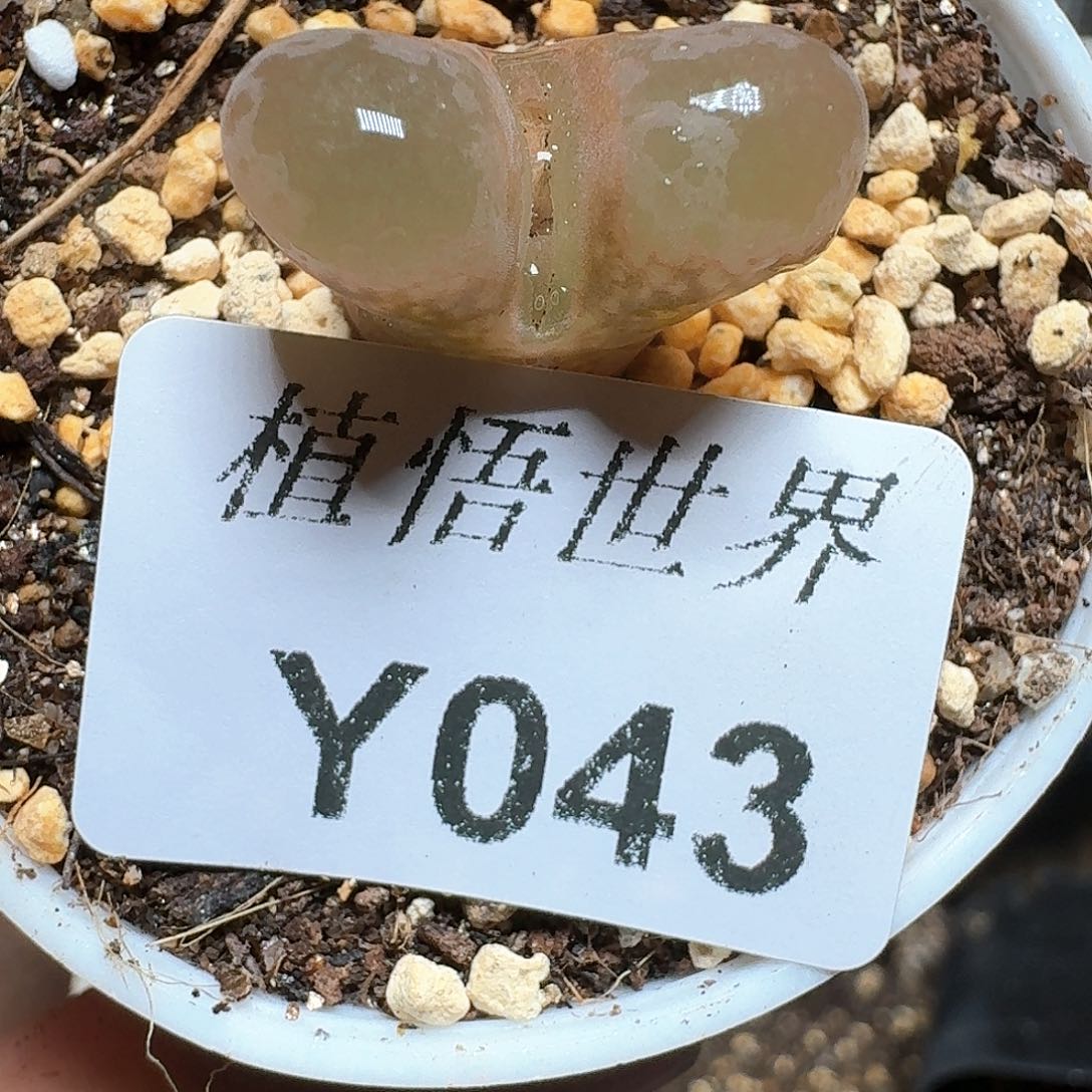 043号多肉植物哇cv