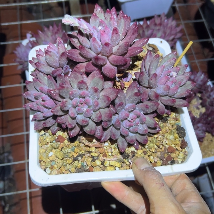 精品多肉植物老桩随机发一棵车厘子