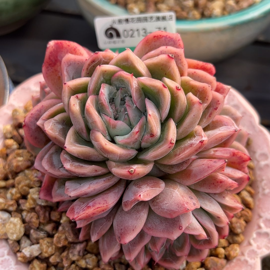 从前慢多肉精选编号0213.71