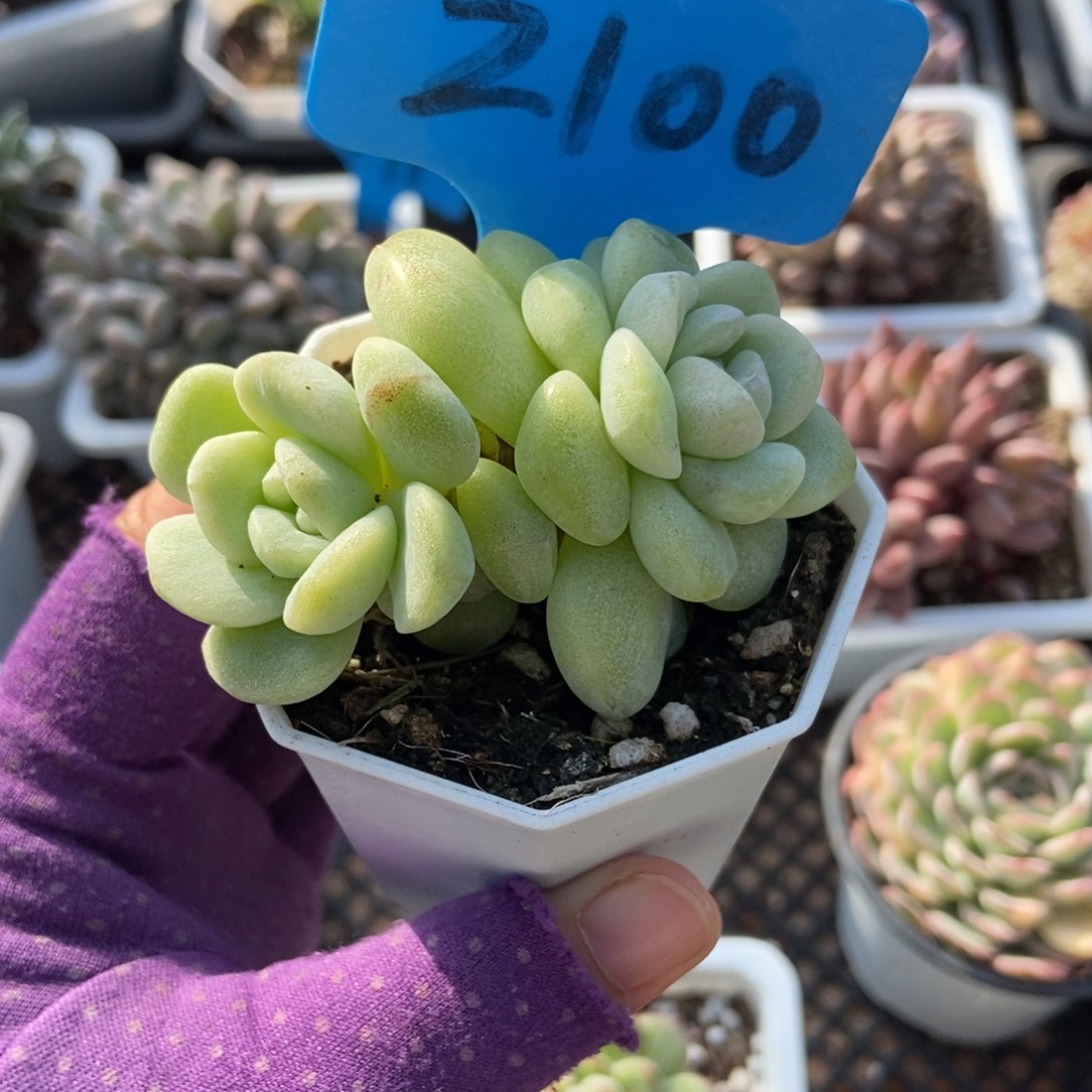 2100石化冰玉多肉植物