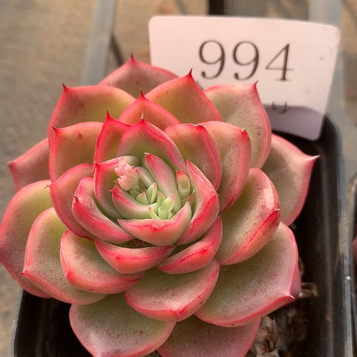 【闪购商品】云994号