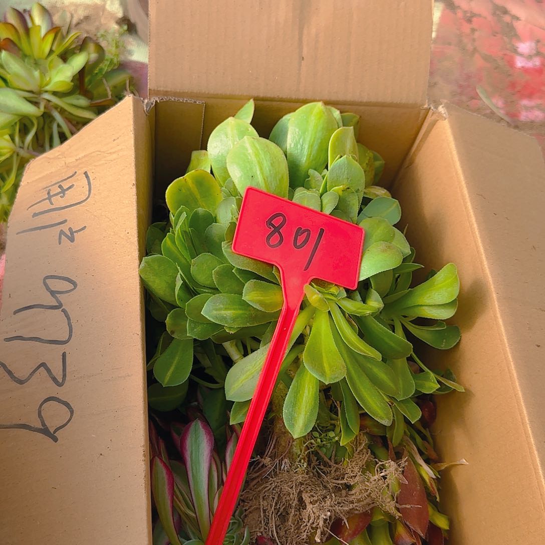 801哦哦哦哦哦哦哦哦