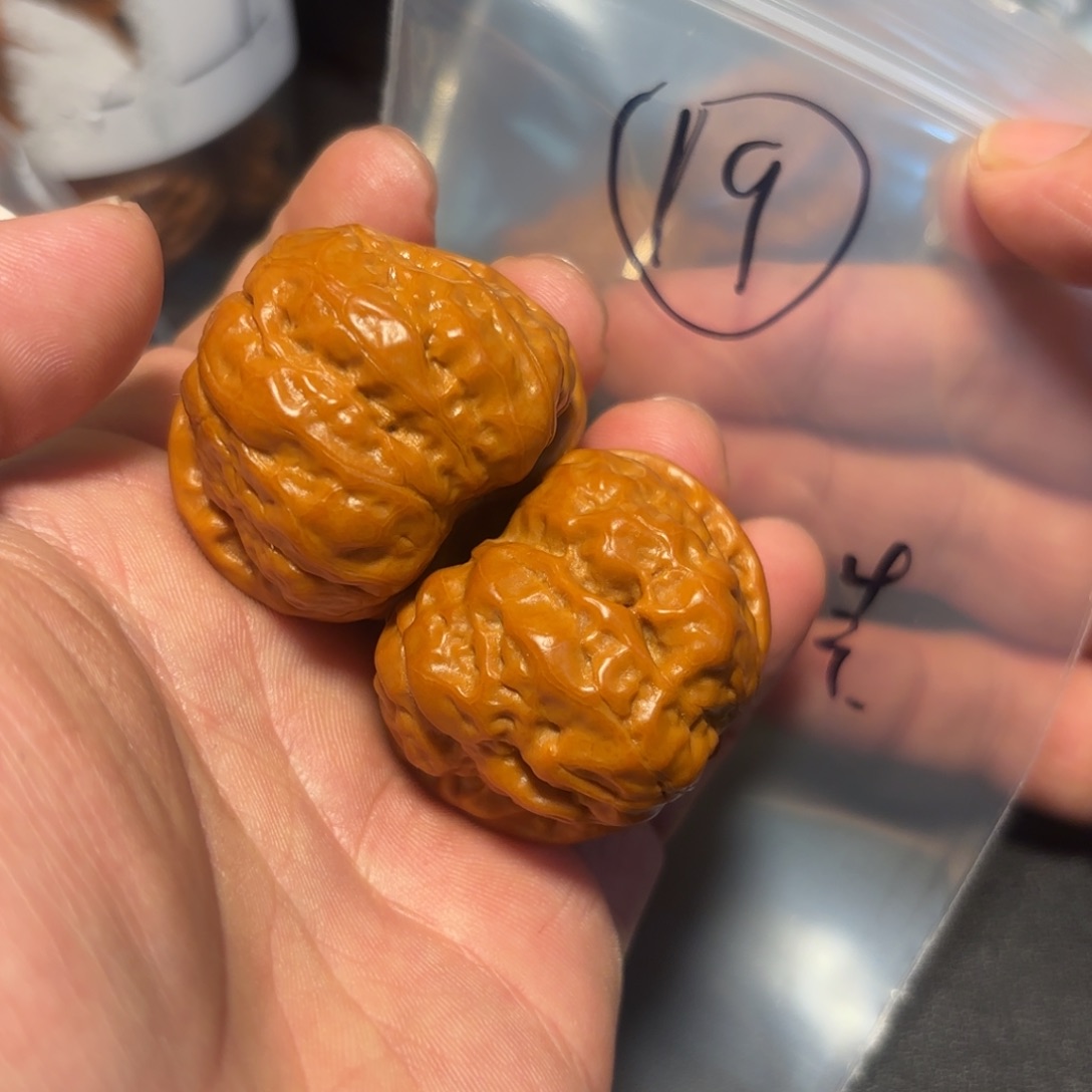 核桃其他蛤蟆头的