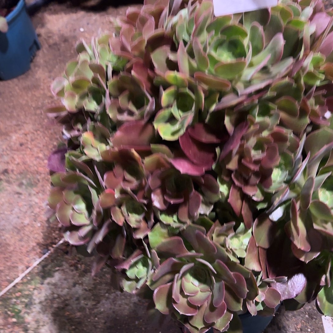 多肉植物肉七彩2337