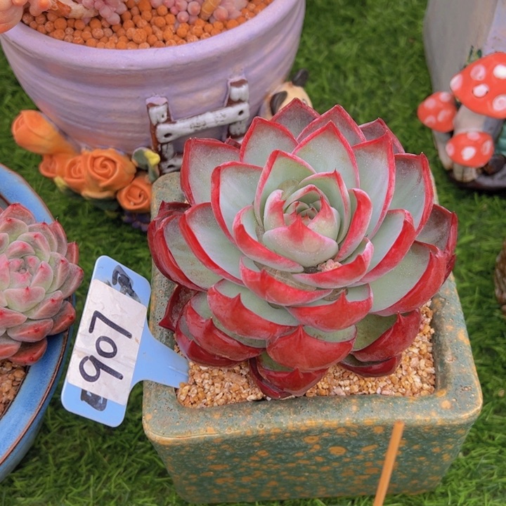 英*，健健康康平平安安