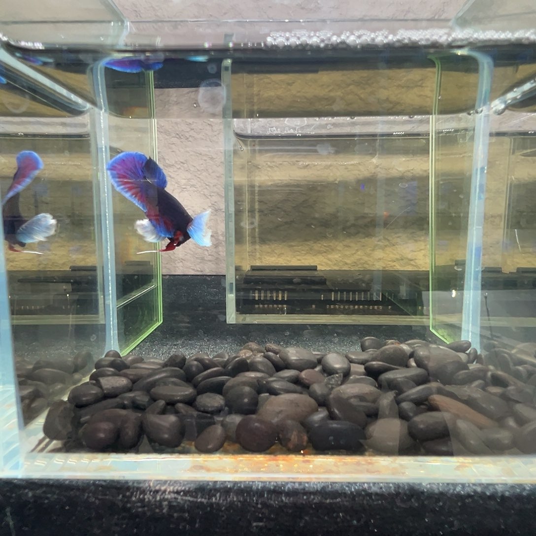 斗鱼阿浩泰斗9日24号