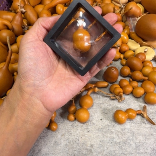 L***oLE的一把八包一把八包葫芦