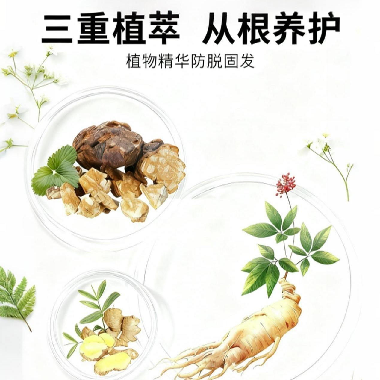 精华洗发乳控油蓬松固发去屑止痒侧柏叶草本精华护发拍一瓶发二瓶