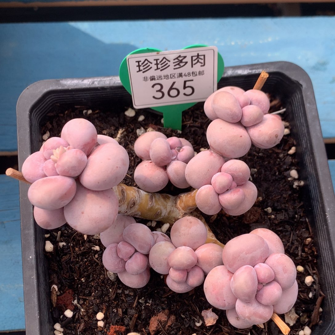 烟美人老桩无砍365