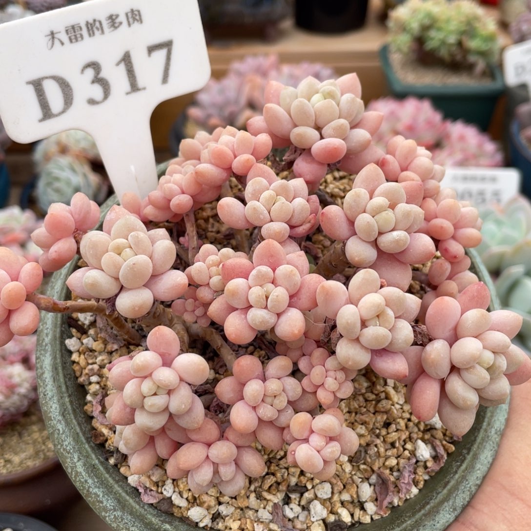 317鱼子酱不带盆12厘米