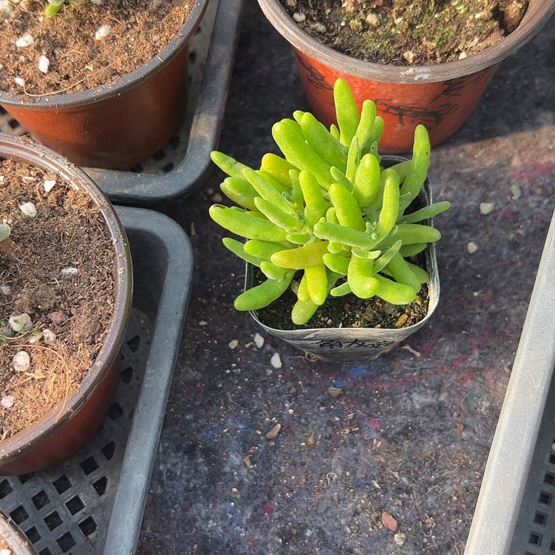 一***色枝干兔子小盆一个