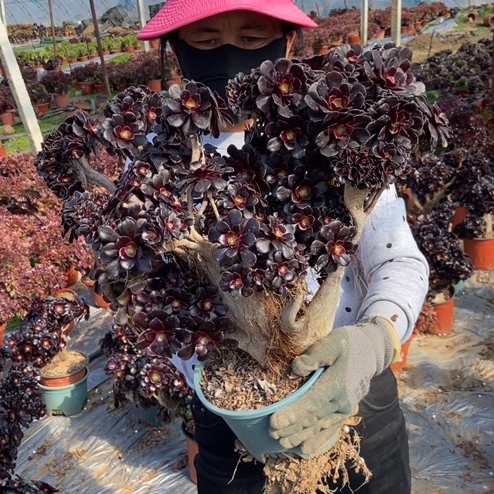 山**翁540欧紫缀化老桩朵朵