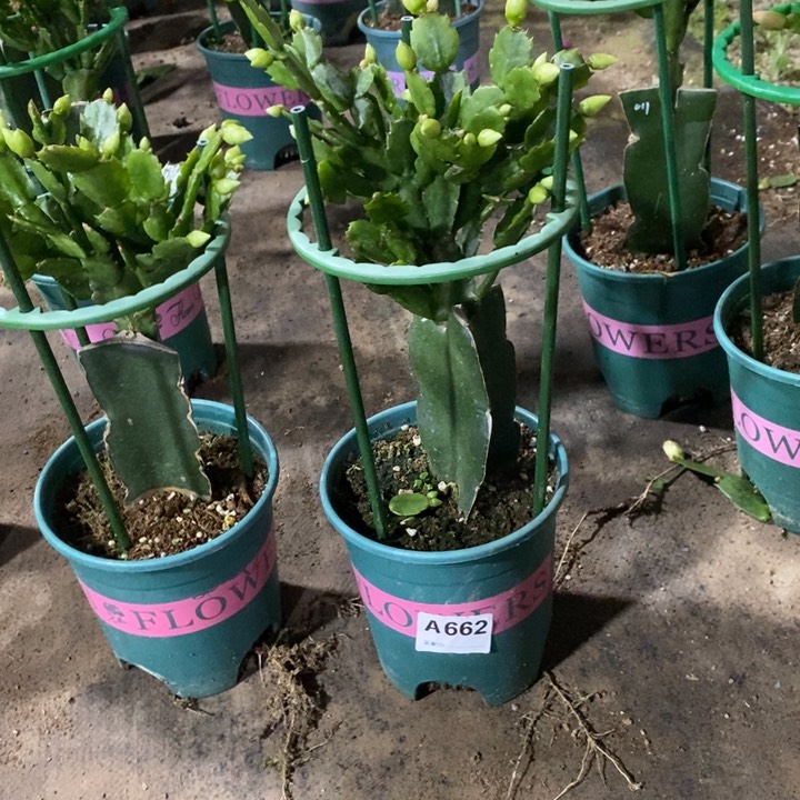 大部分花苞少量开放八***香662白重