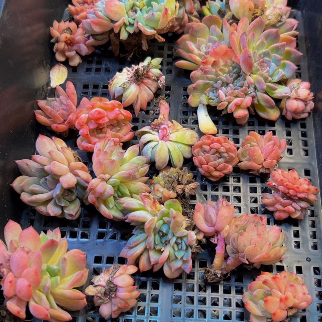 003多肉葡萄的价格是多少