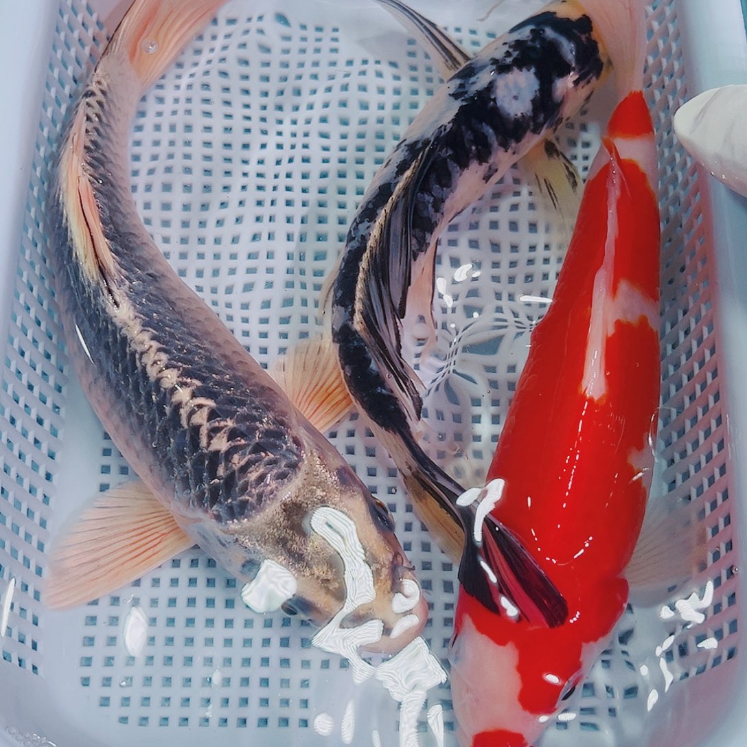 锦鲤锦鲤冷水鱼观赏102