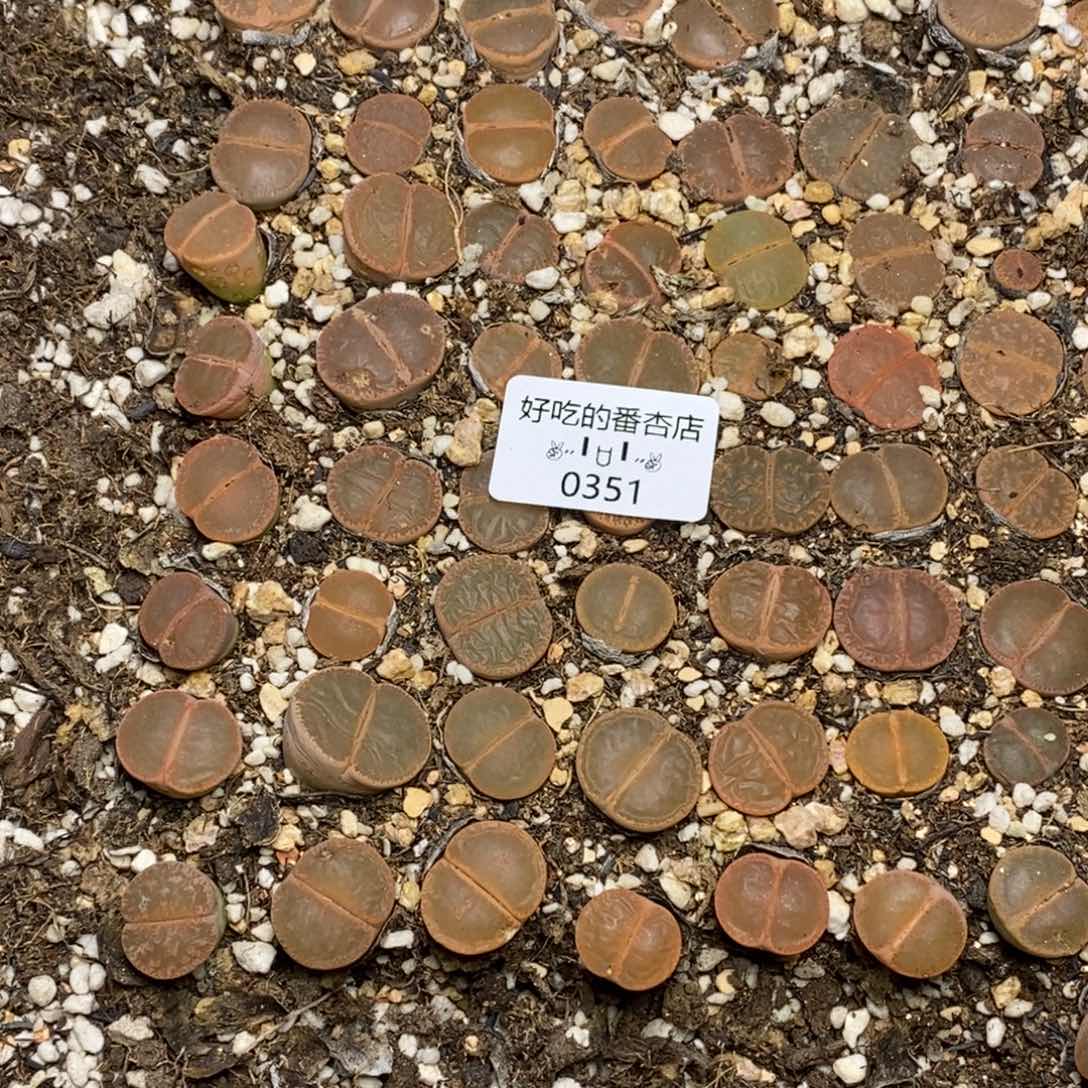 0351。零下拍保温。10颗随机