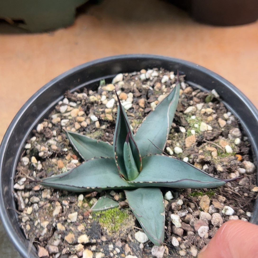 多肉植物鲨鱼皮龙舌兰