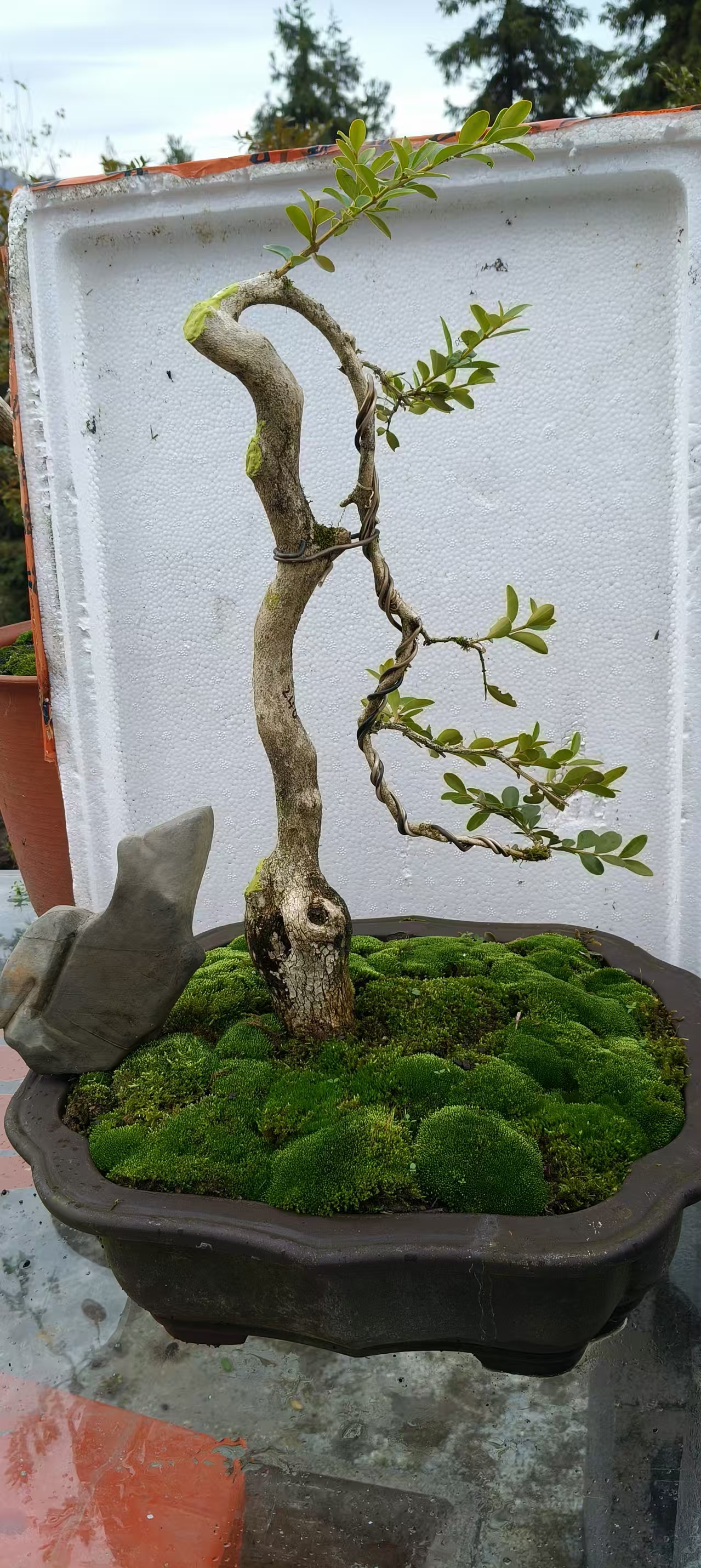 湖北恩施白皮瓜子黄杨盆景素材（以实物为准）